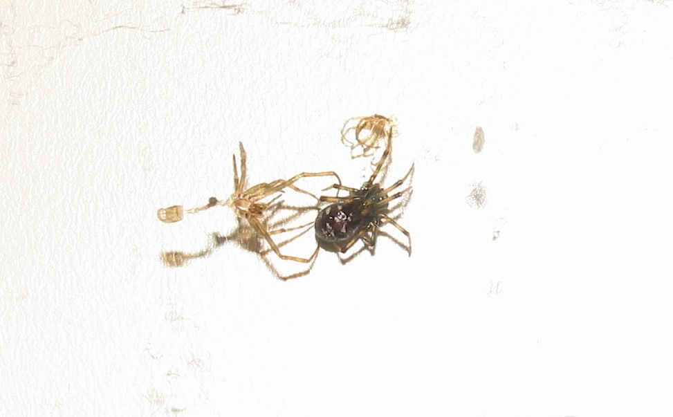 Steatoda triangulosa